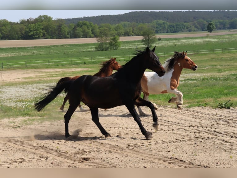 Trakehner Ruin 16 Jaar 165 cm Donkerbruin in Langerwisch