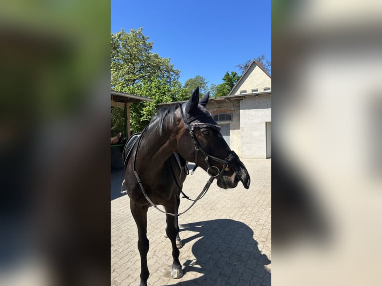 Trakehner Ruin 16 Jaar 165 cm Donkerbruin in Langerwisch