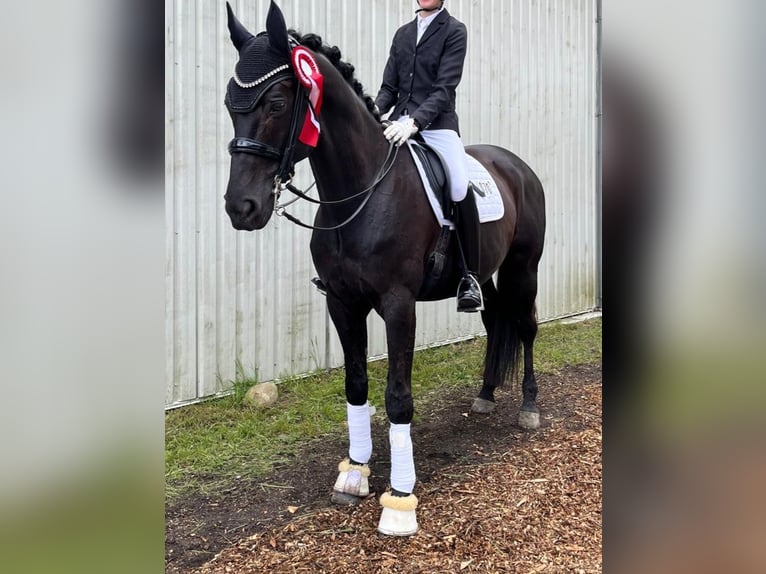 Trakehner Ruin 16 Jaar 170 cm Zwartbruin in Satrup