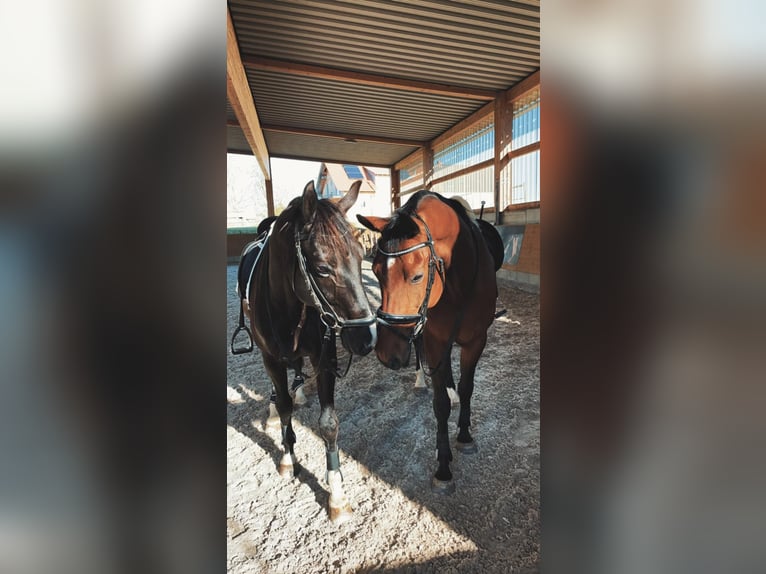 Trakehner Ruin 17 Jaar 171 cm Bruin in Günzburg