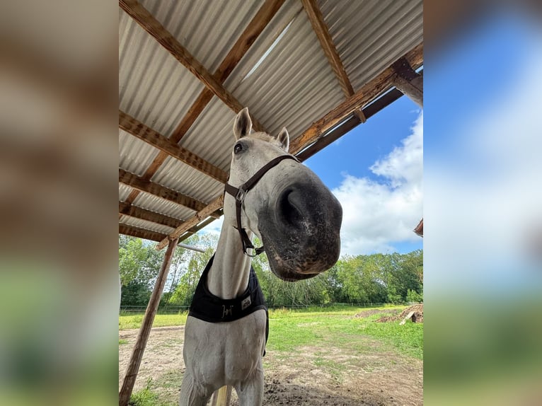 Trakehner Ruin 18 Jaar 163 cm Schimmel in Gronau (Leine)