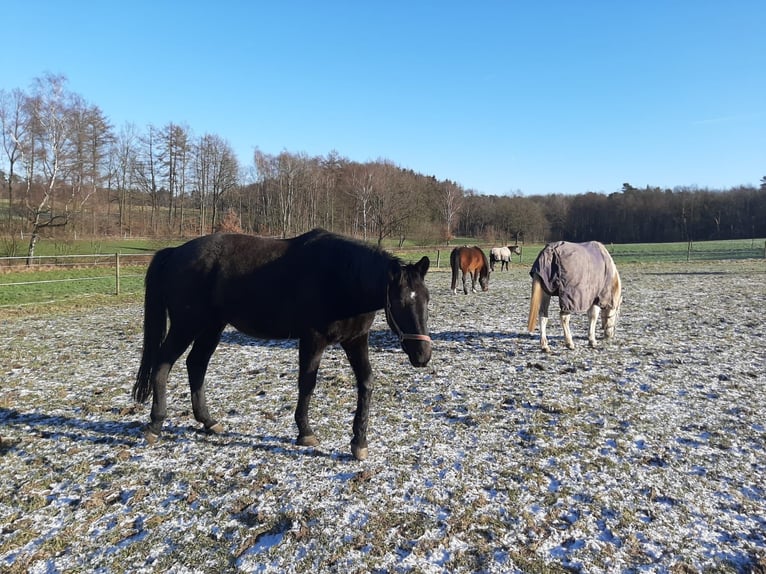 Trakehner Ruin 18 Jaar 165 cm Zwartbruin in BelmBelm