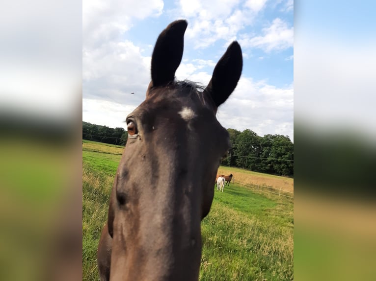 Trakehner Ruin 18 Jaar 165 cm Zwartbruin in BelmBelm