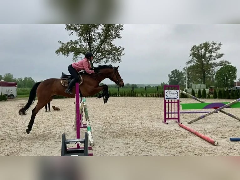 Trakehner Ruin 18 Jaar 166 cm Bruin in Rydzyna