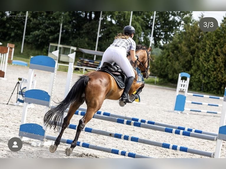 Trakehner Ruin 18 Jaar 166 cm Bruin in Rydzyna