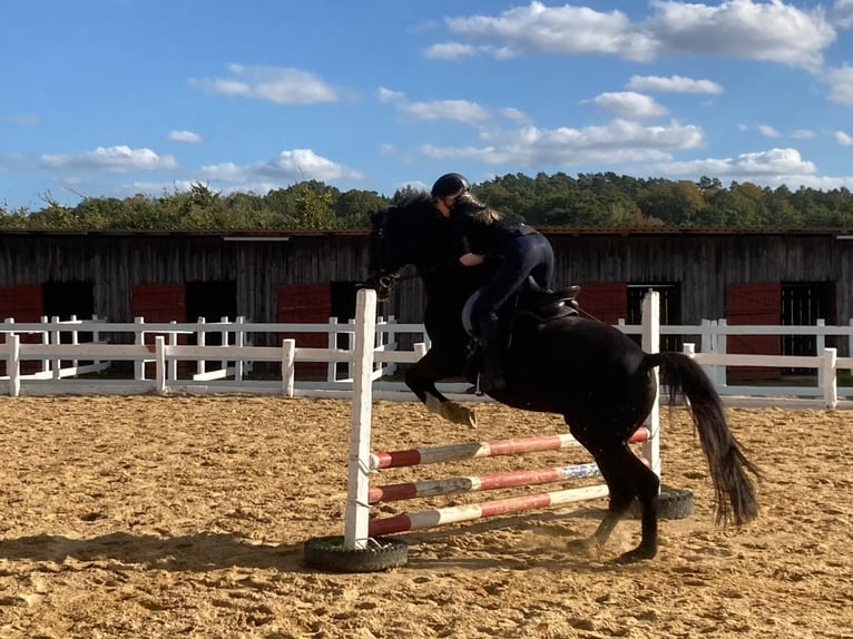 Trakehner Ruin 18 Jaar 167 cm Zwartbruin in Retschow