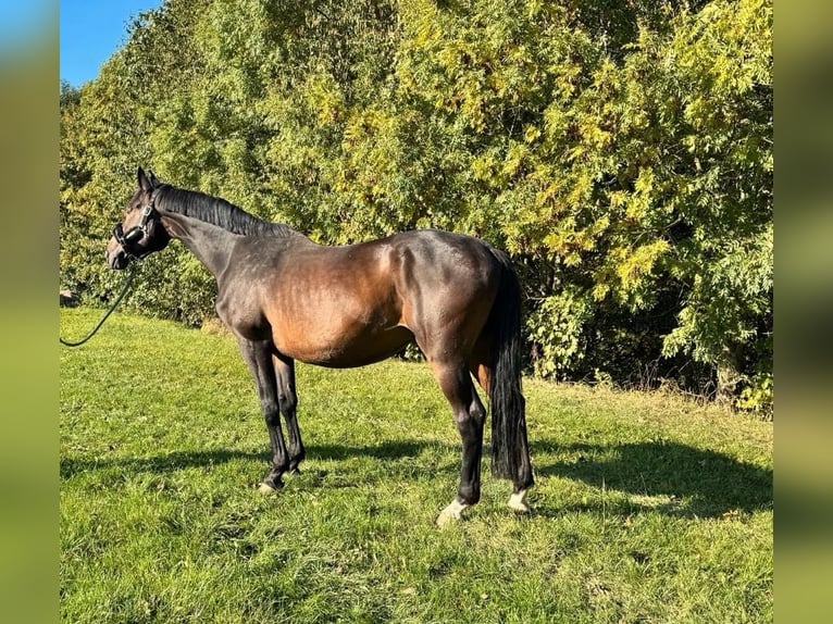 Trakehner Ruin 19 Jaar 168 cm Donkerbruin in Rosdorf