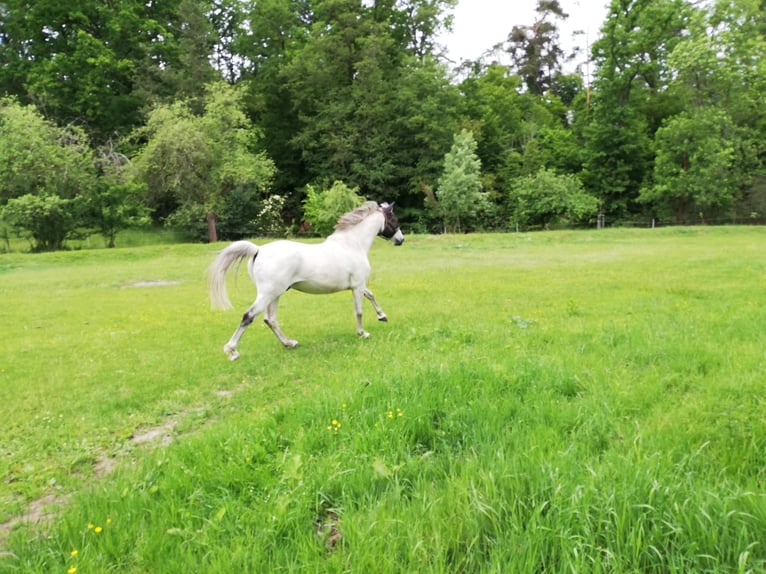 Trakehner Ruin 20 Jaar 165 cm Schimmel in Ottendorf-Okrilla