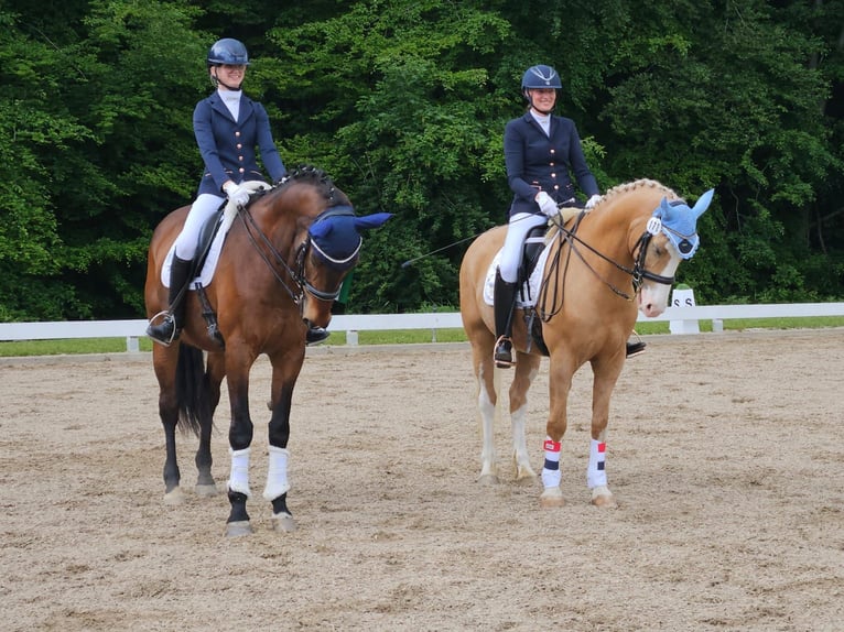 Trakehner Ruin 22 Jaar 168 cm Bruin in Oberaudorf