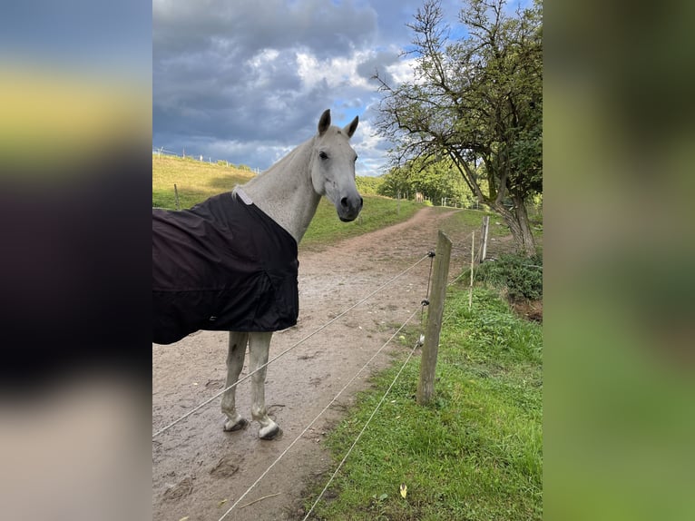 Trakehner Ruin 24 Jaar 173 cm Vliegenschimmel in MörlenbachMörlenbach