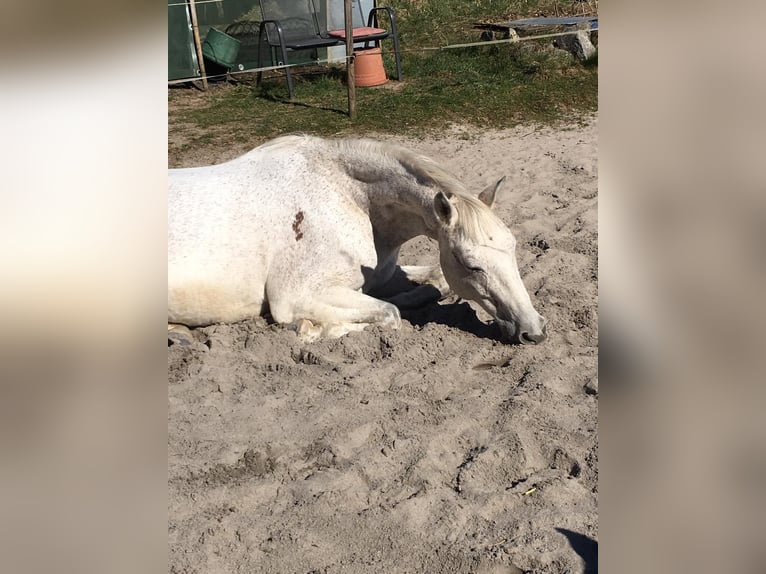 Trakehner Ruin 24 Jaar 173 cm Vliegenschimmel in MörlenbachMörlenbach