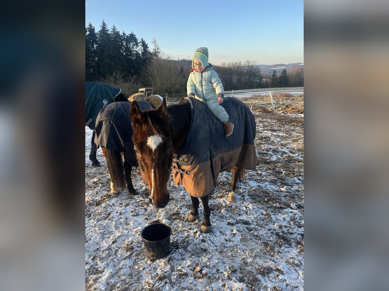 Trakehner Ruin 25 Jaar 163 cm Donkerbruin in Aschaffenburg