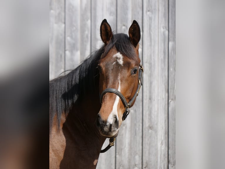 Trakehner Ruin 2 Jaar 164 cm Bruin in Günzburg