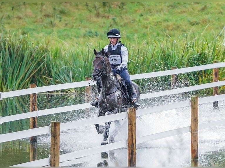 Trakehner Ruin 2 Jaar 165 cm Bruin in Rollwitz