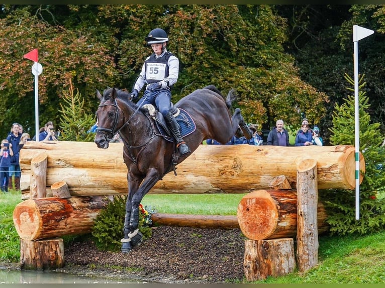 Trakehner Ruin 2 Jaar 165 cm Bruin in Rollwitz