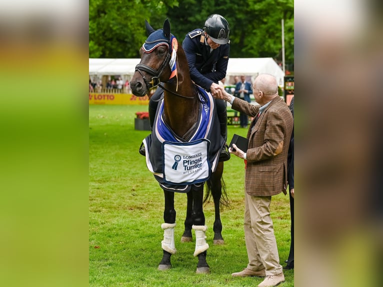 Trakehner Ruin 2 Jaar 165 cm Bruin in Rollwitz
