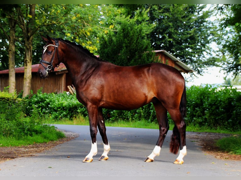 Trakehner Ruin 3 Jaar 157 cm in Lienen