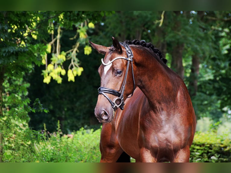 Trakehner Ruin 3 Jaar 157 cm in Lienen