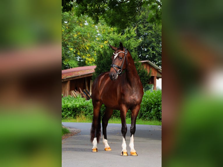 Trakehner Ruin 3 Jaar 157 cm in Lienen