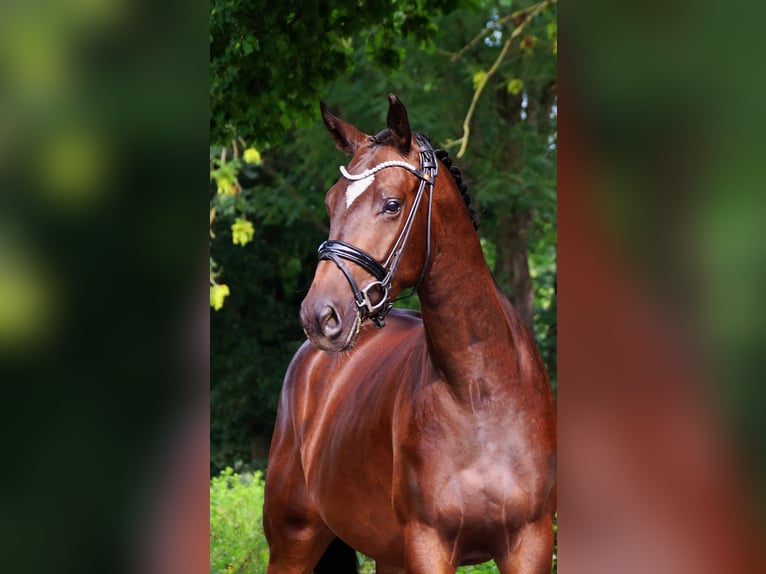 Trakehner Ruin 3 Jaar 157 cm in Lienen
