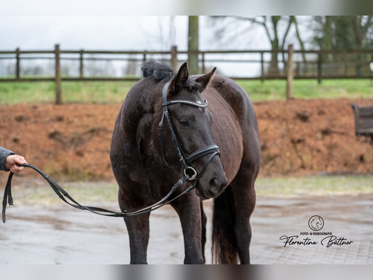 Trakehner Ruin 3 Jaar 160 cm Zwartbruin in Dorsten