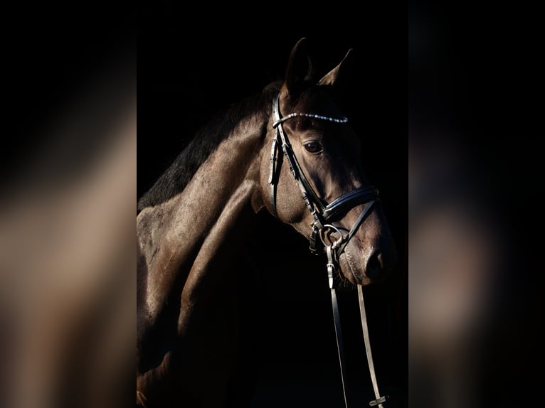 Trakehner Ruin 3 Jaar 161 cm Donkerbruin in Massenhausen