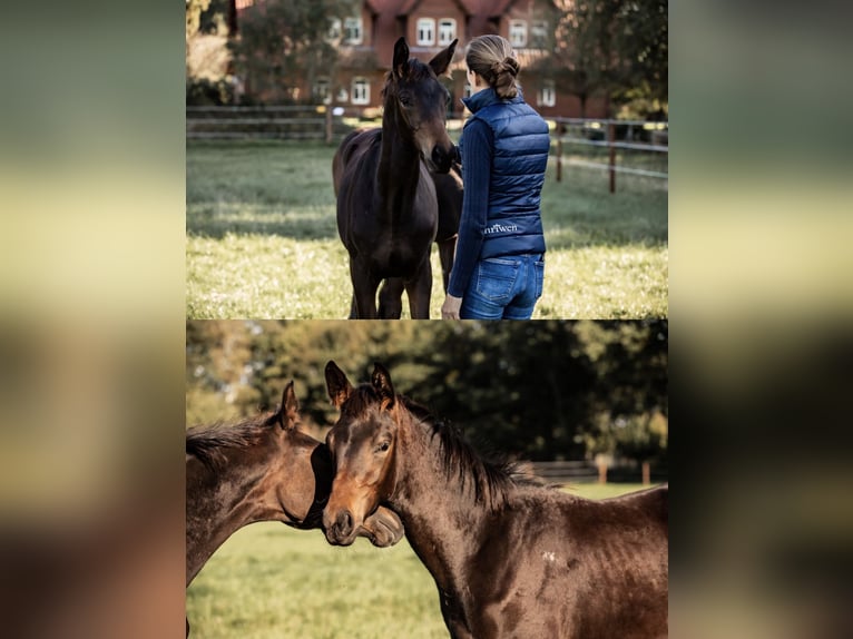 Trakehner Ruin 3 Jaar 162 cm Bruin in Freren