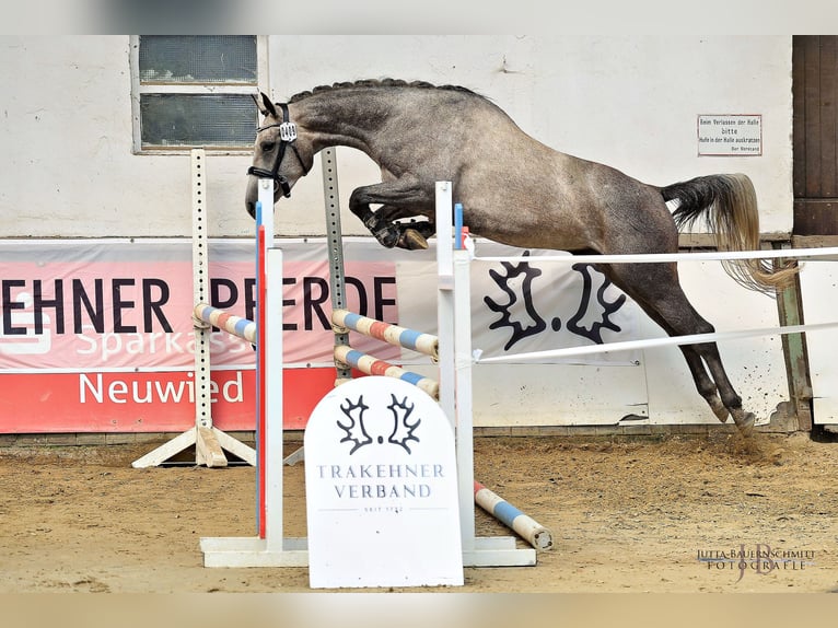 Trakehner Ruin 3 Jaar 162 cm Schimmel in Ruppichteroth