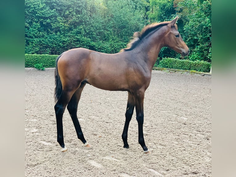 Trakehner Ruin 3 Jaar 163 cm Bruin in Krefeld