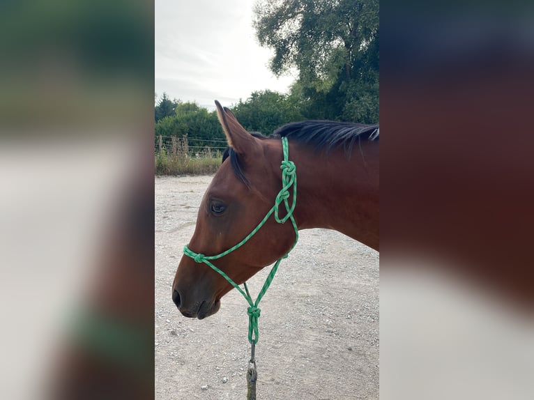 Trakehner Ruin 3 Jaar 163 cm Bruin in Weißenburg in Bayern