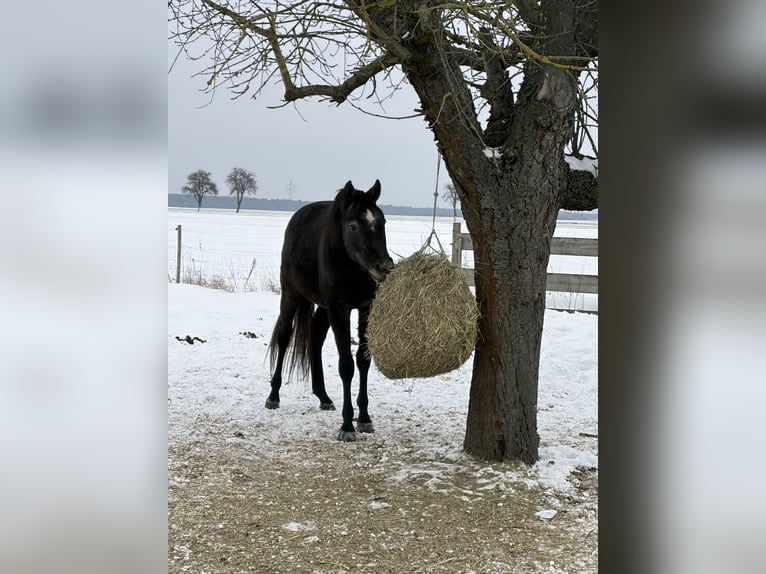 Trakehner Ruin 3 Jaar 163 cm Schimmel in Raguhn