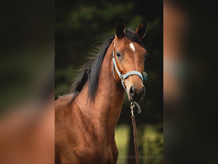 Trakehner Ruin 3 Jaar 165 cm Bruin in Wandlitz