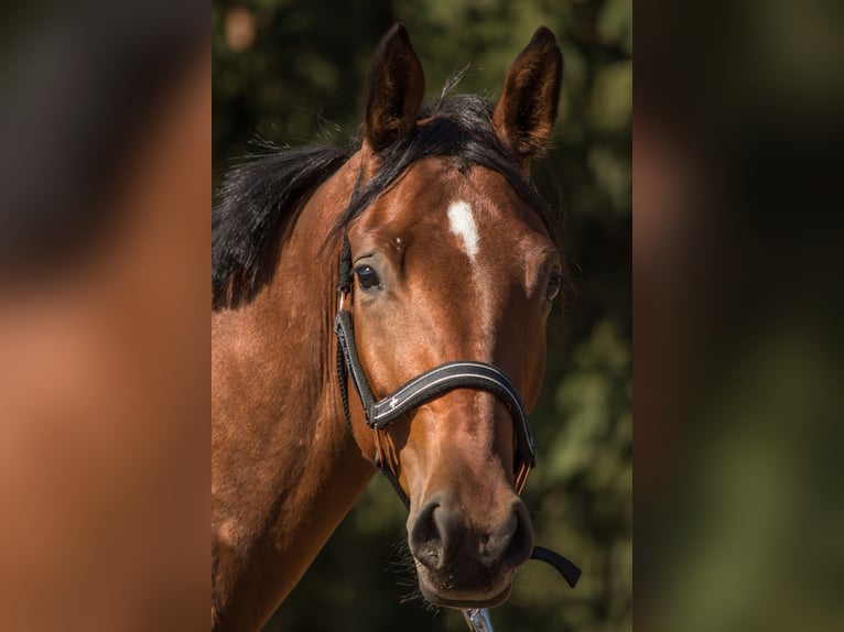 Trakehner Ruin 3 Jaar 165 cm Bruin in Wandlitz