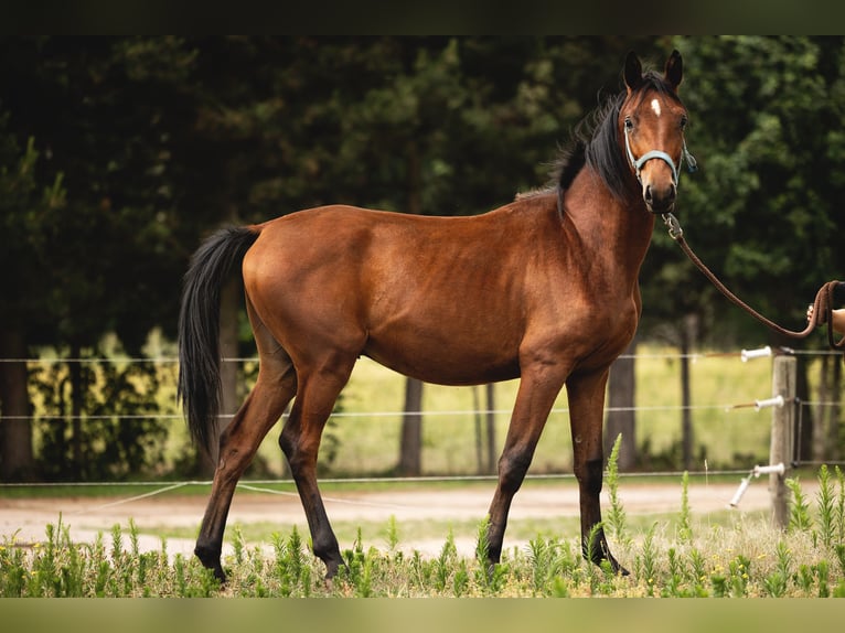 Trakehner Ruin 3 Jaar 165 cm Bruin in Wandlitz