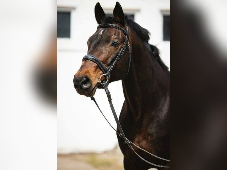 Trakehner Ruin 3 Jaar 165 cm Bruin in Wandlitz