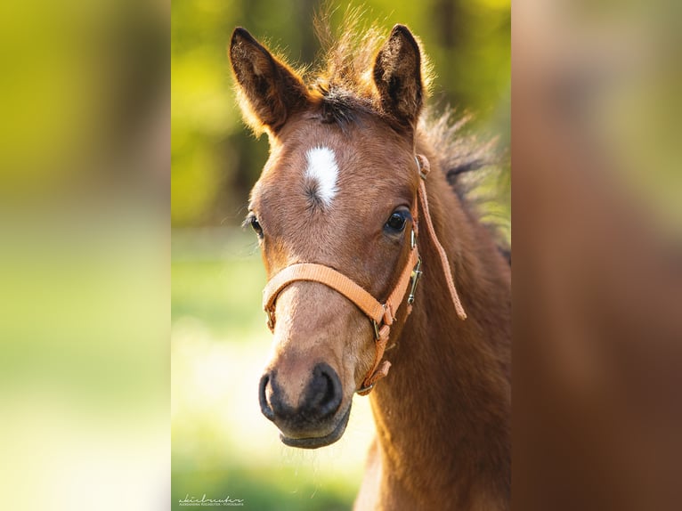 Trakehner Ruin 3 Jaar 165 cm Bruin in Wandlitz