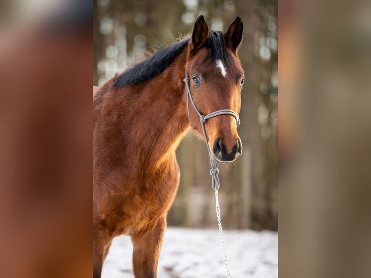 Trakehner Ruin 3 Jaar 165 cm Bruin in Wandlitz