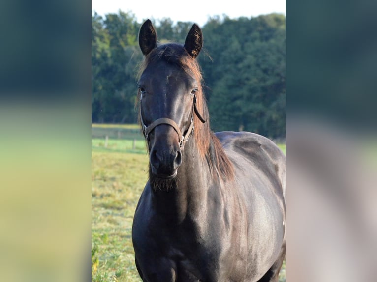 Trakehner Ruin 3 Jaar 165 cm Donkerbruin in Bismark (Altmark)