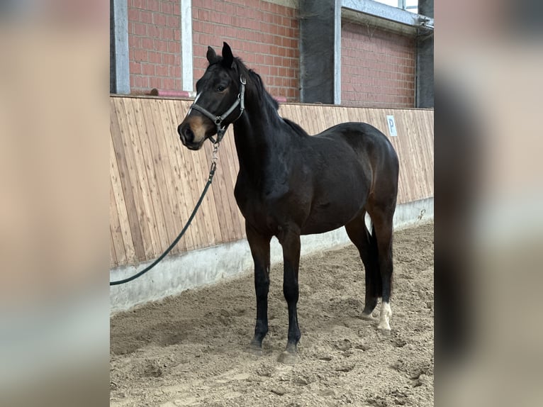 Trakehner Ruin 3 Jaar 165 cm Donkerbruin in Ihlow LudwigsdorfIhlow