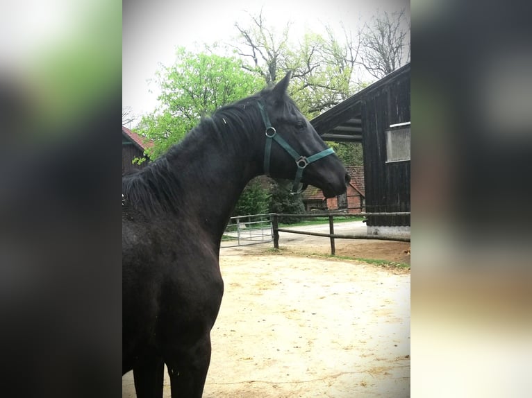 Trakehner Ruin 3 Jaar 165 cm Zwart in Harsefeld