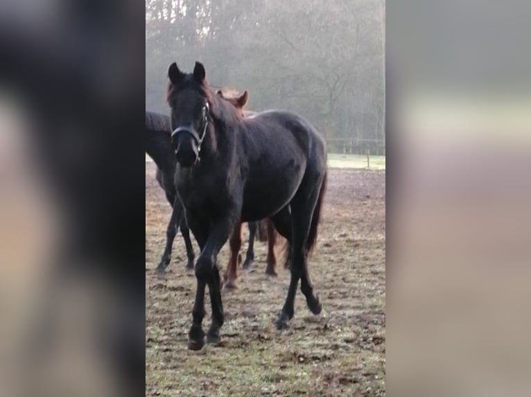 Trakehner Ruin 3 Jaar 165 cm Zwart in Harsefeld