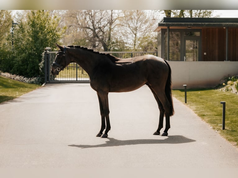 Trakehner Ruin 3 Jaar 166 cm Zwartbruin in Nidderau