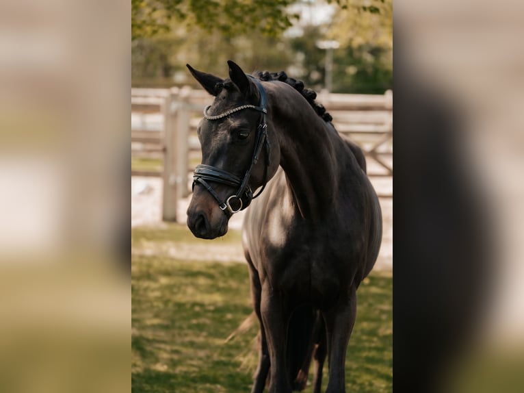 Trakehner Ruin 3 Jaar 166 cm Zwartbruin in Nidderau