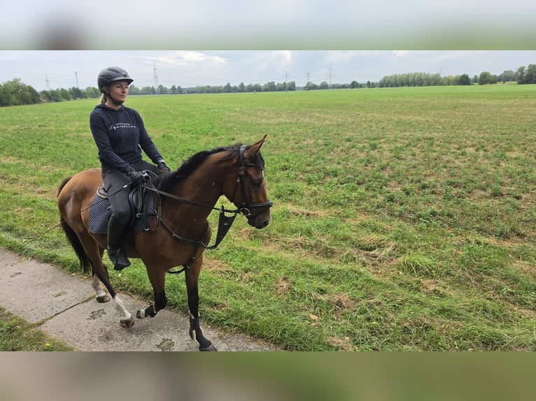 Trakehner Ruin 3 Jaar 167 cm Bruin in Kummersdorf-Gut