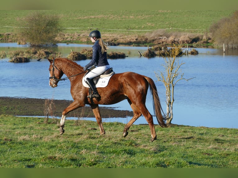 Trakehner Ruin 3 Jaar 167 cm Vos in Ganschow