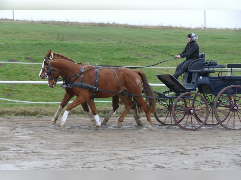 Trakehner Ruin 3 Jaar 167 cm Vos in Ganschow