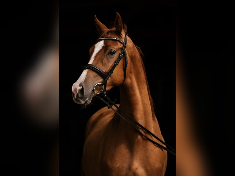 Trakehner Ruin 3 Jaar 167 cm Vos in Kummersdorf-Gut