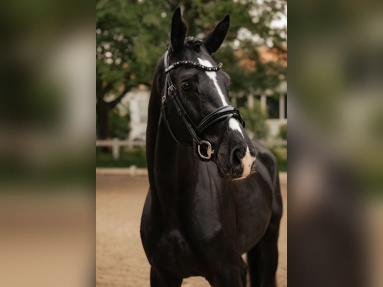 Trakehner Ruin 3 Jaar 167 cm Zwart in Nidderau