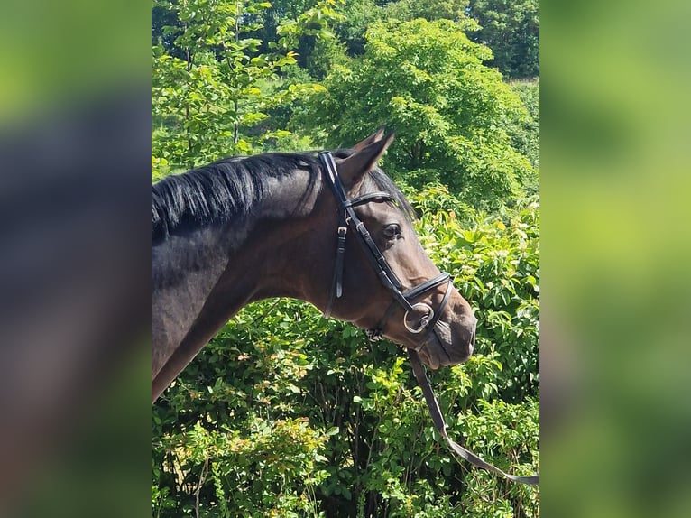 Trakehner Ruin 3 Jaar 168 cm Bruin in Bosau