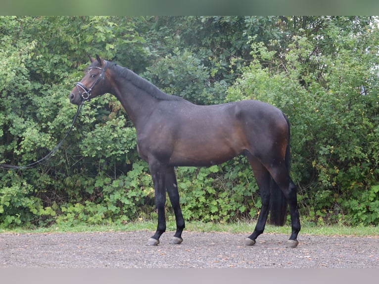 Trakehner Ruin 3 Jaar 168 cm Donkerbruin in Ahrensbök